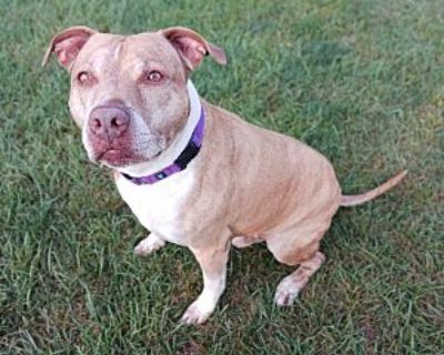 Chappie - American Pit Bull Terrier Male Dog for Adoption