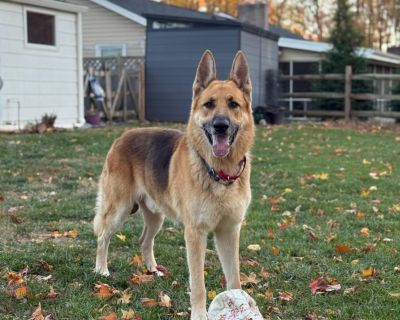 KNOX - German Shepherd Dog & Alaskan Malamute Mix Male Dog for Adoption