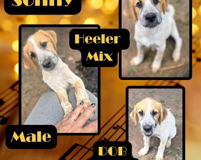 Sonny - Australian Cattle Dog / Blue Heeler Male Puppy for Adoption