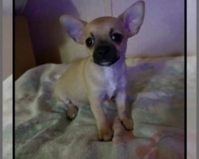 9 Weeks Old * Size at Maturity: Small * Availability Date: 10/29/2025 * Shipping Area: Nationwide * Payment Method: Paypal, Credit Cards, Cash *. Meet Our Adorable Chihuahua! With their charming personalities and playful nature, these little companions are perfect for anyone looking for a loyal and affectionate pet. Don't miss the opportunity to welcome one of these delightful Chihuahuas into y...