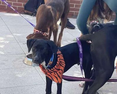 Pavi - Labrador Retriever Male Puppy for Adoption