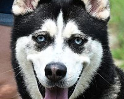 SKY - Siberian Husky Female Dog for Adoption