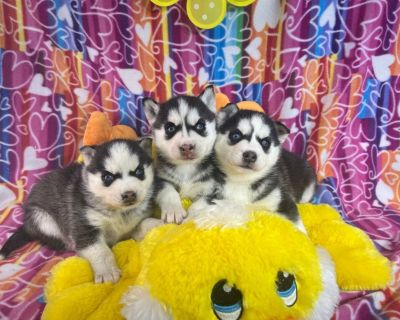 Siberian Husky Puppies
