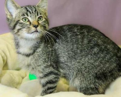 Jamie - Domestic Shorthair Male Cat for Adoption