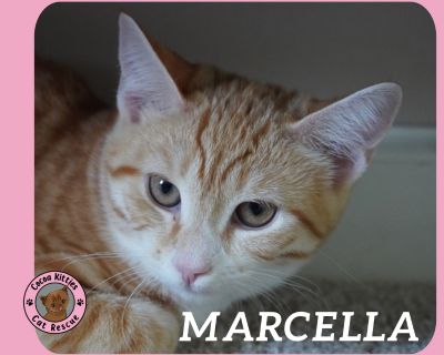 Marcella - Domestic Short Hair Mix Female Cat for Adoption