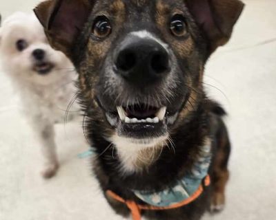 Adult. Brown/chocolate. Current Location: Korea