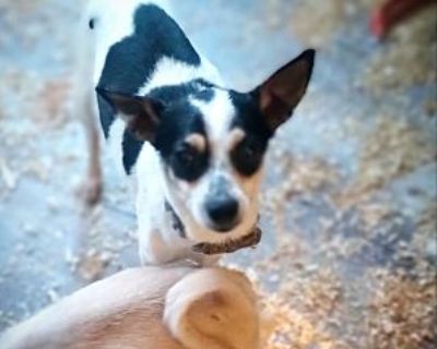 Opie - Chihuahua/Rat Terrier Mix Male Dog for Adoption