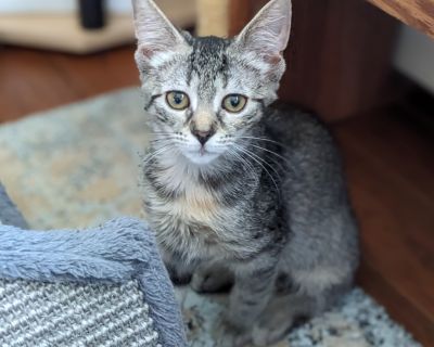 Sasha Banks - Tabby Female Cat for Adoption