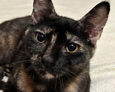 Pufferfish - Domestic Shorthair Female Cat for Adoption