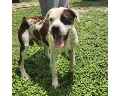 Harris KF - American Bulldog Male Dog for Adoption