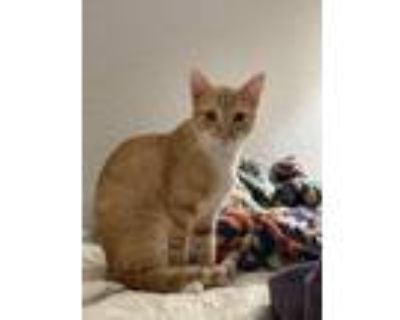 Adopt Edward a Orange or Red Tabby Domestic Shorthair / Mixed cat in Modesto