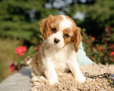 2 Male and 2 Female Cavalier King Charles Spaniel Puppies for Sale