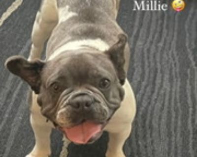 Millie - French Bulldog Female Dog for Adoption