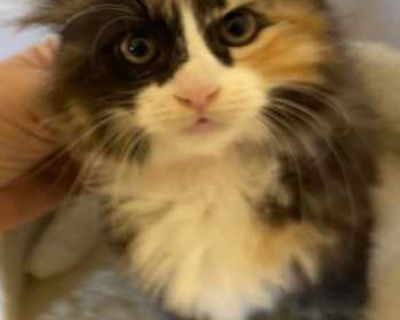 Meow, my name is Peekaboo. A nice lady caught me and brought me to SAKA rescue. I have been fully vetted but I need more socialization. You see I was spending all my time outside running wild. I'm starting to adjust to indoor living but still need more time to trust humans-- I like other cats still not sure about those critters called dogs. I'm looking for an experienced adopter. Our kitty adop...