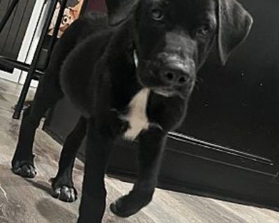 Joe Richkid - Labrador Retriever Male Puppy for Adoption