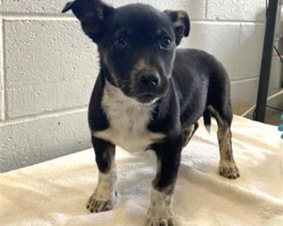 ELMO - Australian Cattle Dog / Blue Heeler Female Puppy for Adoption