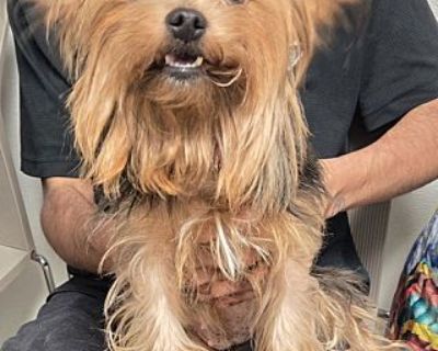 Luna - Yorkie, Yorkshire Terrier Female Dog for Adoption