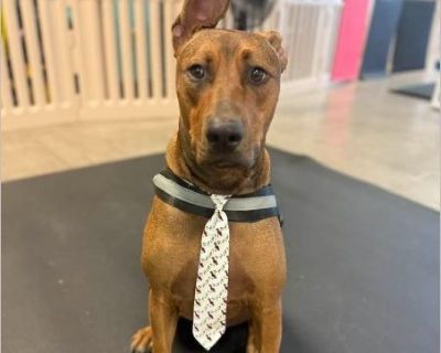 Oh Cosmo, you're such a hoot!!! Cosmo is 16.5 months old, a ball of unlimited energy, 70 lbs, Doberman Mix, loves to play with other dogs. (DNA Pending) Potty trained, doggie door trained, clean fecal, microchipped, current on vaccines, neutered. And training at our friends over at Pawtastic Friends and swimming at K9 Aquatics. He also attends 'school' at K-9 Kountry. He is super loving, very e...