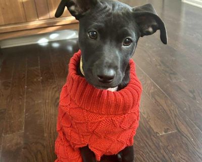 Meet Susie Q Small Pup, Big Personality! Susie Q may be tiny (for now), but she absolutely doesn t believe it! Behind that adorable little face is a fearless, outgoing, and delightfully vocal pup who wants to experience everything life has to offer. Big dogs? Love them. New people? Yes, please. Toys twice her size? Bring them on. Even the swimming pool is an adventure she s happy to conquer! St...