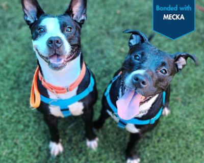 Miss Margaret [black] - American Pit Bull Terrier/Akita Mix Female Dog for Adoption