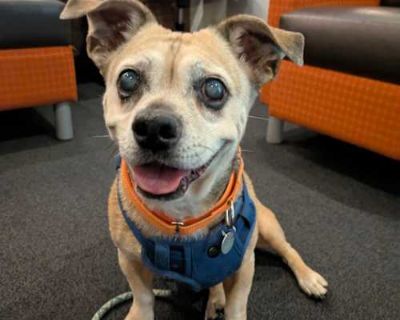 Oscar Wilde - Mixed Breed (Small)/Beagle Mix Male Dog for Adoption