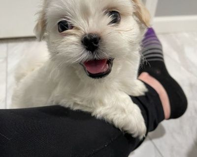 Shitzu puppies.