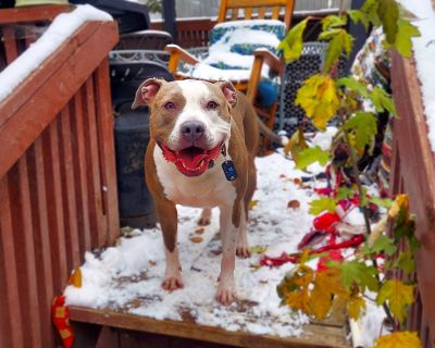 Blue - Pit Bull Terrier & Boxer Mix Female Dog for Adoption