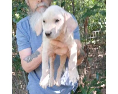 Amelia - Hound (Unknown Type) Female Puppy for Adoption