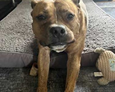 Zeus - American Pit Bull Terrier Male Puppy for Adoption