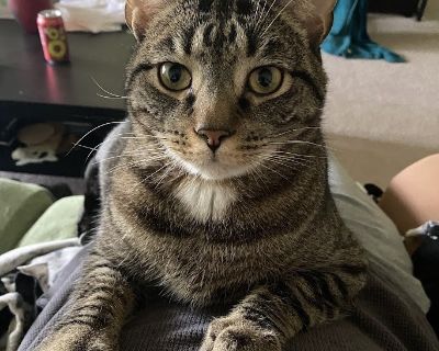 Hi, Im Barry! Im a six-year-old gray and white domestic short hair with a big heart, a playful spirit, and lightning-fast pawsjust like my namesake, Barry Allen (aka The Flash). My first family loved me dearly but had to surrender me because of allergies. Now Im ready to find my forever home! Im full of personality and love to talk. I meow when Im excited or hungry and chirp when I spot sunligh...