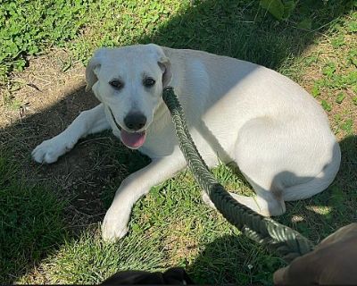 Zeus - Labrador Retriever Male Dog for Adoption