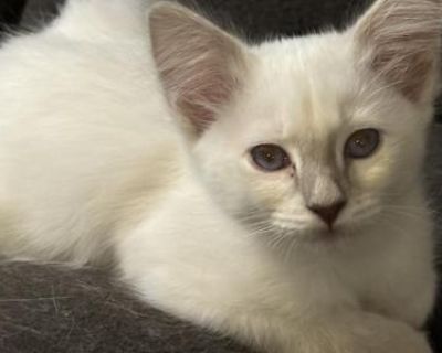 Lilac Point Female White Collar - Balinese Female Kitten For Sale