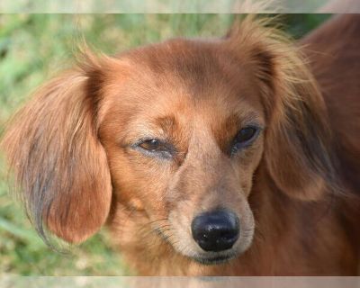 Pebbles in PA(Wants LOVE) - Dachshund Female Adult Dog for Adoption