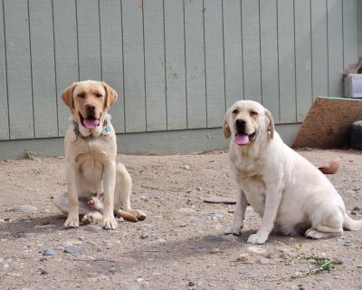 1 Male and 5 Female Labrador Retriever Puppies for Sale