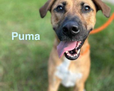 Adult. Tan/yellow/fawn - with black. Microchipped. Hi! I m Puma, your future adventure buddy. I love long walks and playing games that keep both my mind and body active. Being around people is my favorite - especially if they love being part of the action as much as I do. Whether it s exploring new trails or just chilling together, I m your guy. Adopt me and let s start our journey of friendshi...