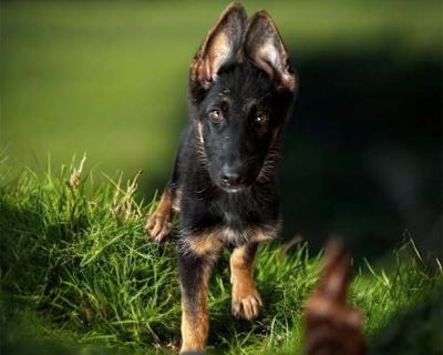 Mochi - German Shepherd Dog Female Puppy for Adoption