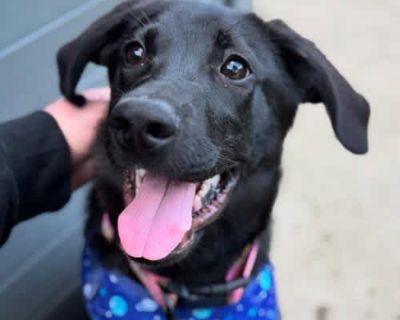 Finnjamin Taffy - German Shepherd Dog/Labrador Retriever Mix Male Dog for Adoption