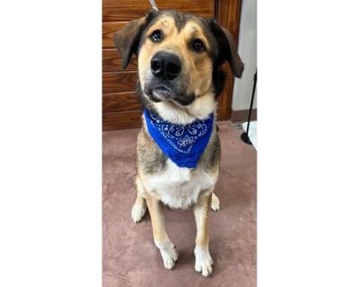 Perry - Anatolian Shepherd/German Shepherd Dog Mix Male Dog for Adoption