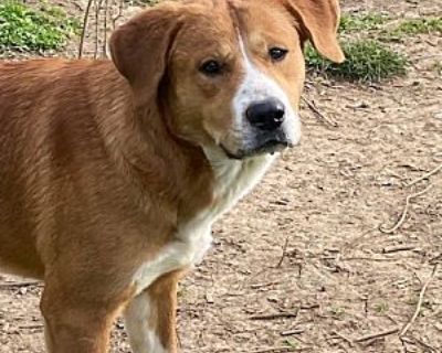 Paul Newman - Golden Retriever Male Puppy for Adoption