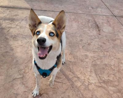 Mila - Mixed Breed Female Dog for Adoption