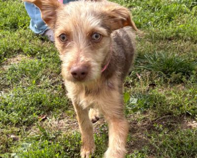 Rascal - Miniature Pinscher Mix Male Puppy for Adoption