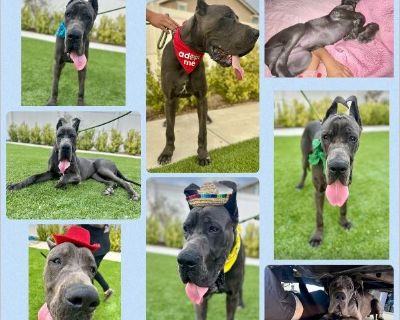 Rocco - Male Puppy Great Dane for Adoption