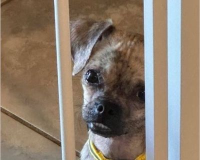 Trixie is a 4 month old pug chihuahua mix. She is a beautiful brindle puppy with fantastic energy. She gets along with everyone, loves to sleep with her humans, and loves her chew bones. Trixie is spayed, vaccinated, vetted, and microchipped. Her adoption donation is $450 and is tax deductible.