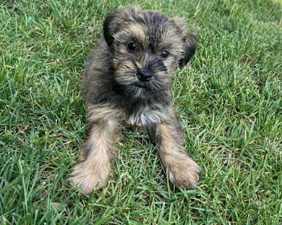 Emma - Shih Tzu/Yorkie, Yorkshire Terrier Mix Female Puppy for Adoption