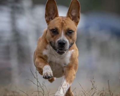 Giblets - Australian Cattle Dog/Pit Bull Terrier Mix Female Dog for Adoption