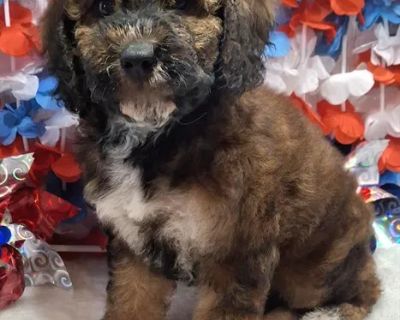 Olivia - Female Mini Goldendoodle F1BB Puppy for Sale