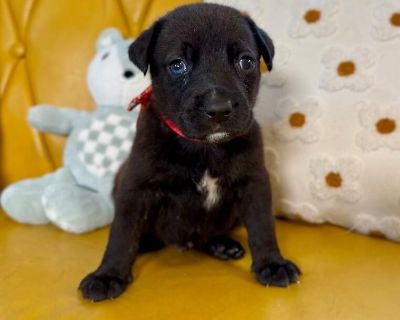 This cutie is Donato Artist. He is currently 4 weeks old and we think they may be a Pit Bull mix, but with rescue it s a guess! What matters most is that they are adorable and are one the MOST desperate in the entire US based on statistics for where this puppy is from. Shelters in this area are having to euthanize puppies. So, this puppy needs you! If you choose a puppy from us, it saves their ...