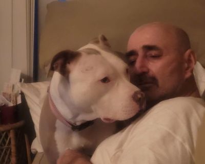 American Pitbull Terrier