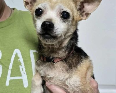 Betty - Chihuahua Female Dog for Adoption