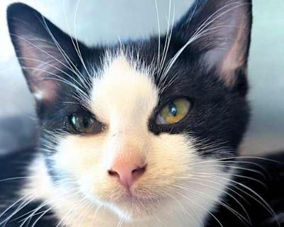 Bubble - Domestic Shorthair Male Cat for Adoption